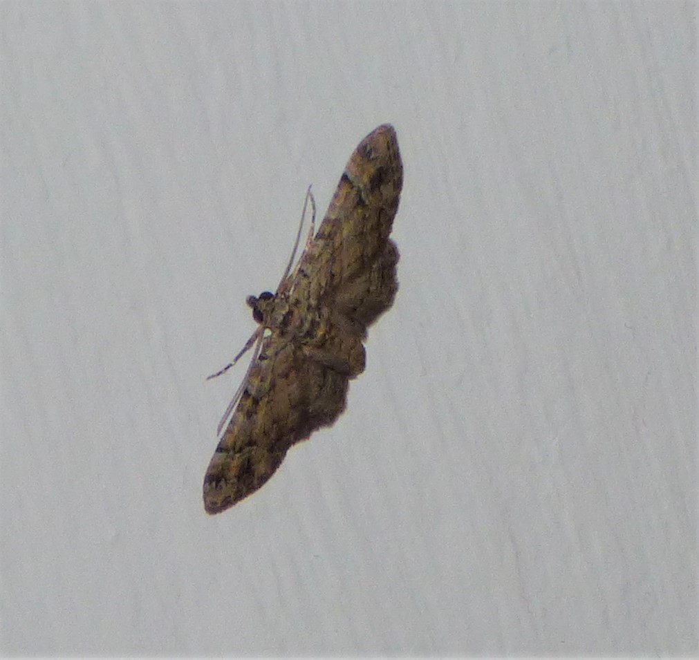 Gymnoscelis rufifasciata (Geometridae)